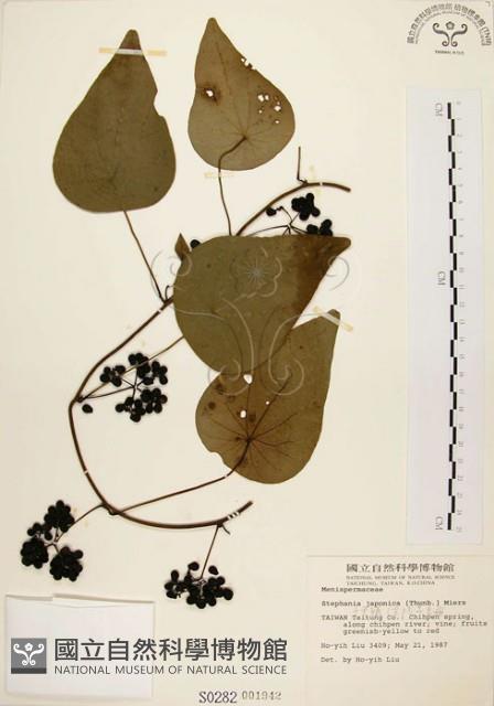 千金藤、金線吊烏龜藏品圖，第1張