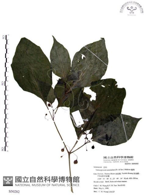 龍珠藏品圖，第1張