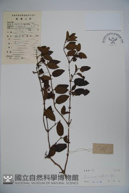 山銀花藏品圖，第1張