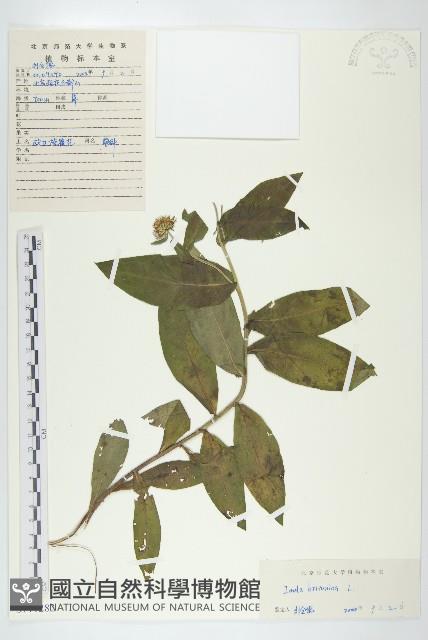 歐亞旋覆花藏品圖，第1張