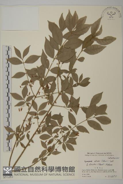 齒毛衛矛藏品圖，第1張