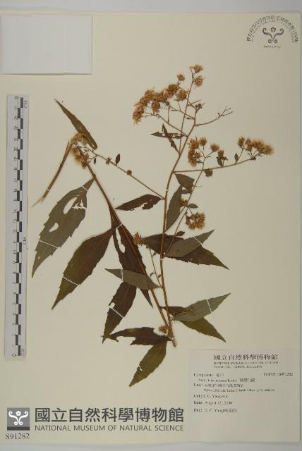 臺灣馬蘭藏品圖，第1張