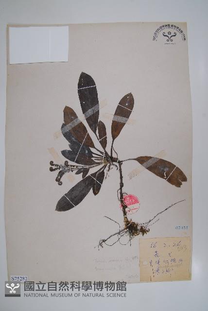 臺灣附地草藏品圖，第1張