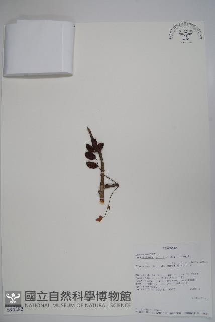 登錄號:S094282藏品圖，第1張