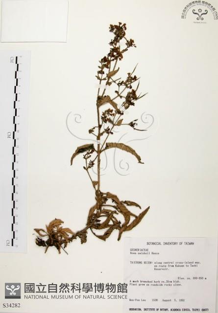 旋莢木藏品圖，第1張