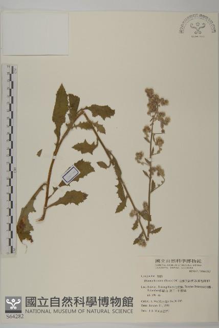 裂葉艾納香藏品圖，第1張