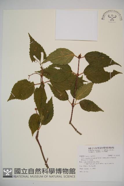 紅子莢迷藏品圖，第1張