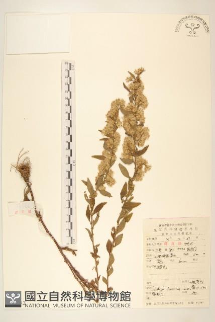 一枝黃花藏品圖，第1張