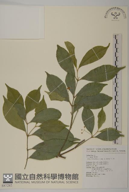 大丁黃藏品圖，第1張