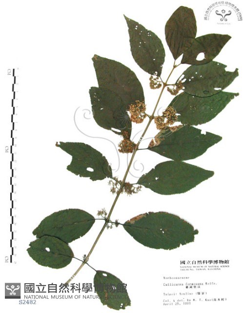 杜虹花，台灣紫珠藏品圖，第1張