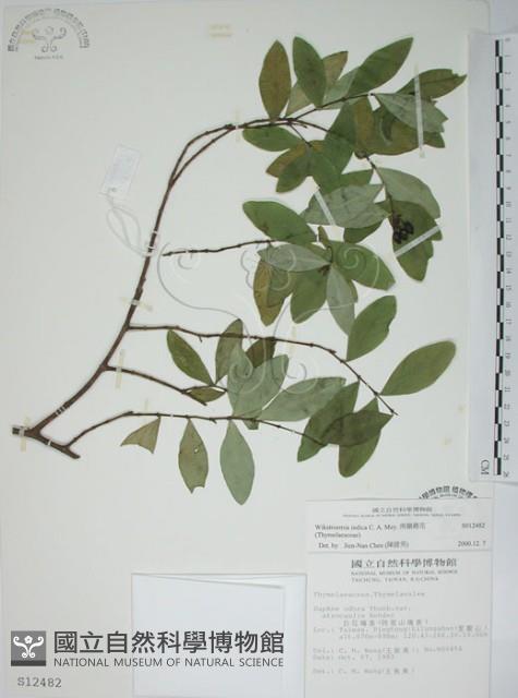 南嶺蕘花藏品圖，第1張