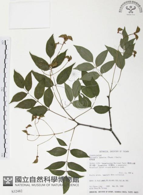 野鴉椿藏品圖，第1張