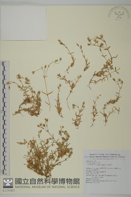 玉山卷耳藏品圖，第1張