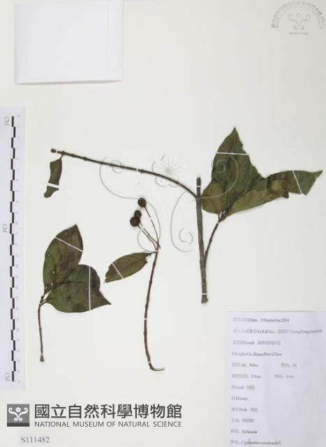 風箱樹藏品圖，第1張