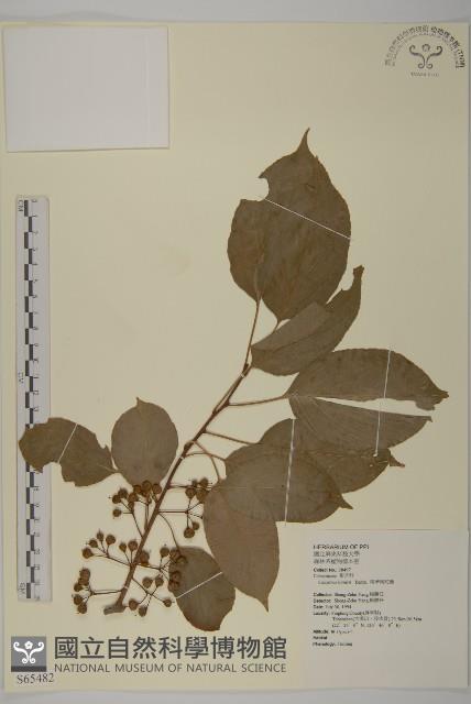 Chinese bitter sweet Collection Image, Figure 1, Total 2 Figures