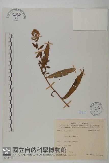 臺灣馬蘭藏品圖，第1張