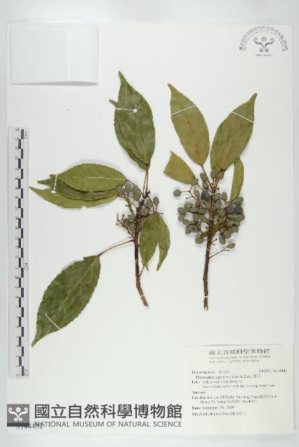 薯豆藏品圖，第1張