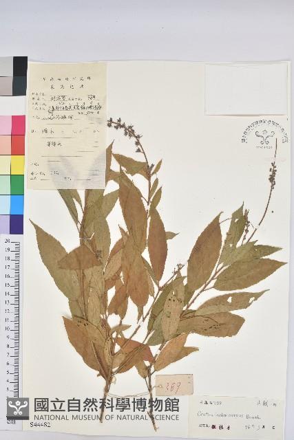 毛果巴豆藏品圖，第1張