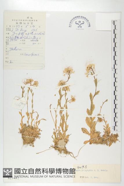 多葉葶藶藏品圖，第1張