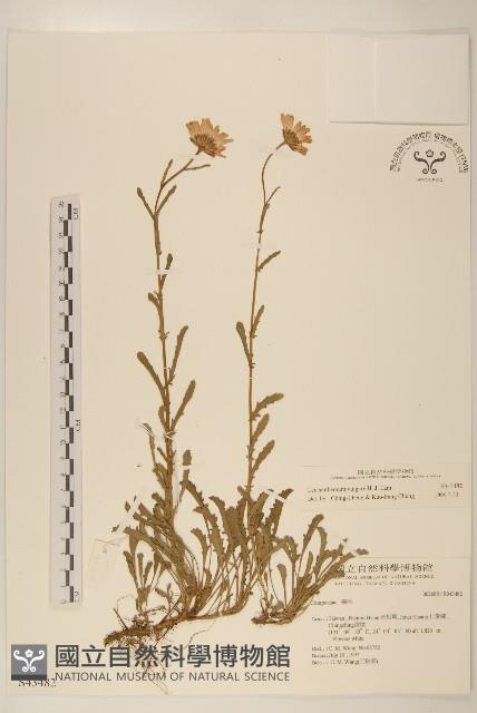 法國菊藏品圖，第1張