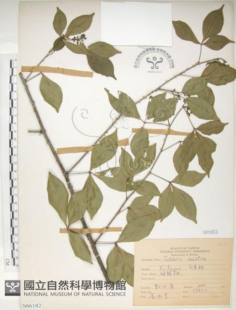 飛龍掌血藏品圖，第1張