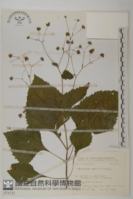 下田菊藏品圖，第1張