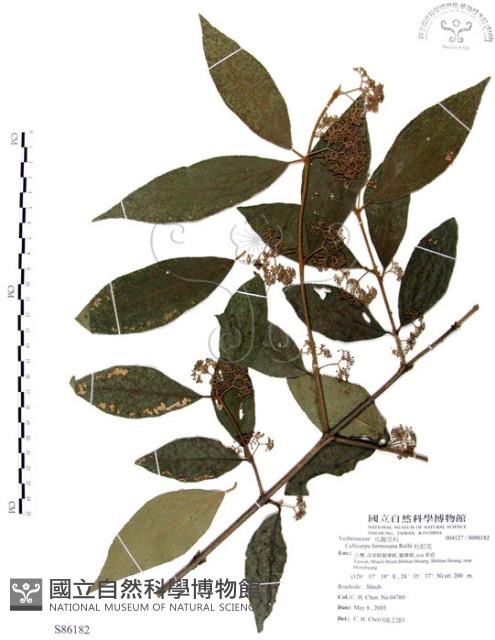 杜虹花，台灣紫珠藏品圖，第1張