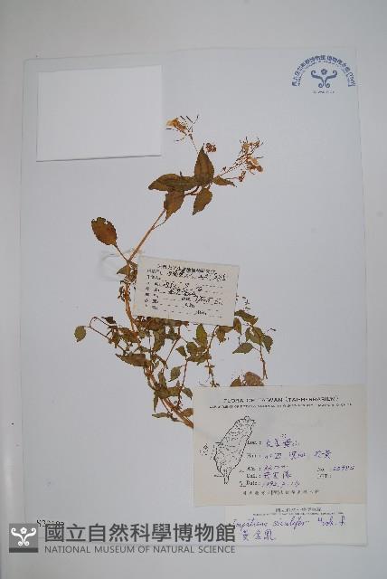 黃金鳳藏品圖，第1張