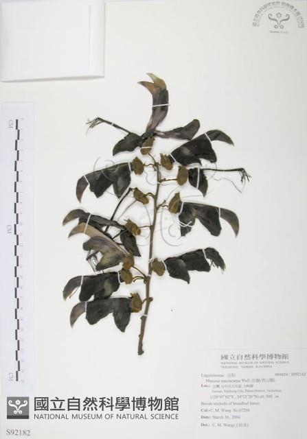 血藤、青山籠藏品圖，第1張