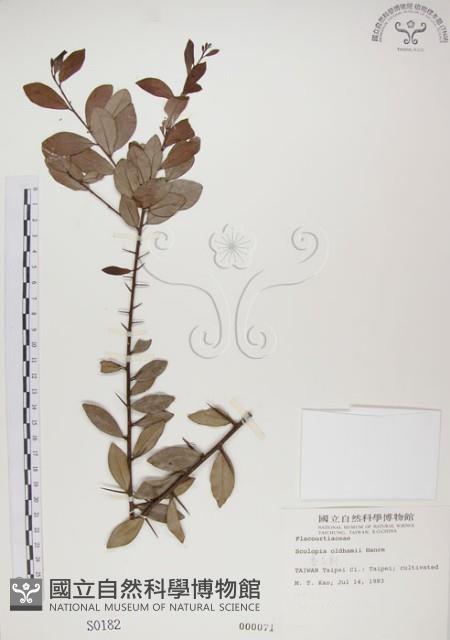 魯花樹藏品圖，第1張