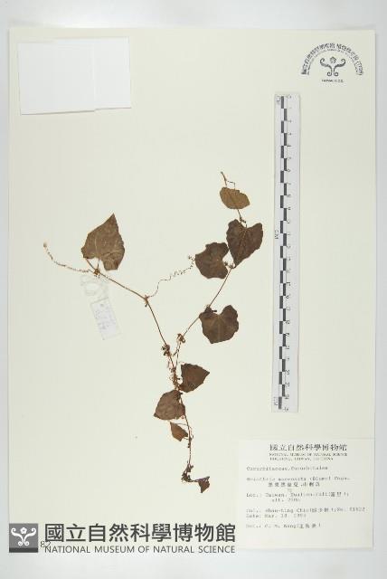 黑果馬交兒藏品圖，第1張