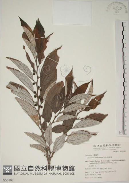 四脈麻藏品圖，第1張