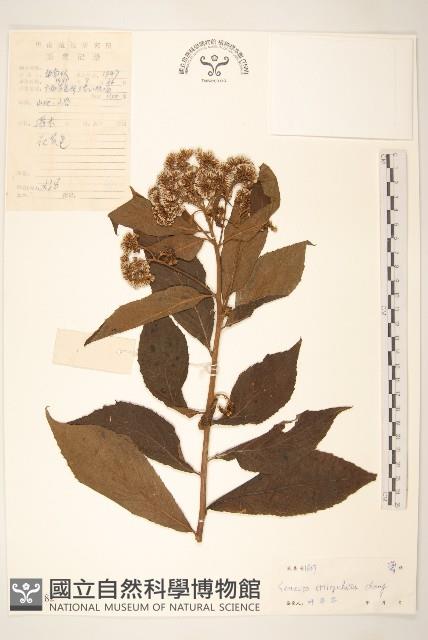 登錄號:S040182藏品圖，第1張