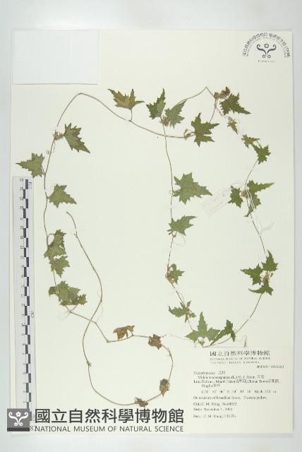 天花藏品圖，第1張