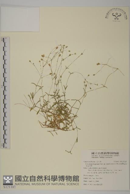 玉山卷耳藏品圖，第1張