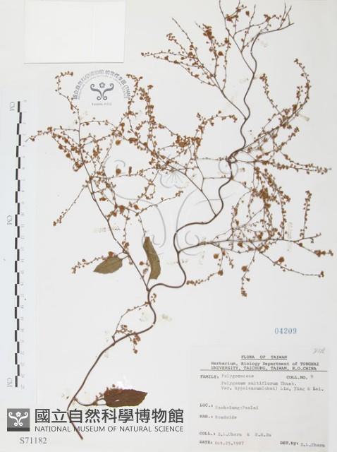 臺灣何首烏藏品圖，第1張