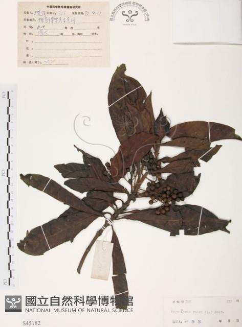 九節木、牛屎烏、青龍吐霧藏品圖，第1張