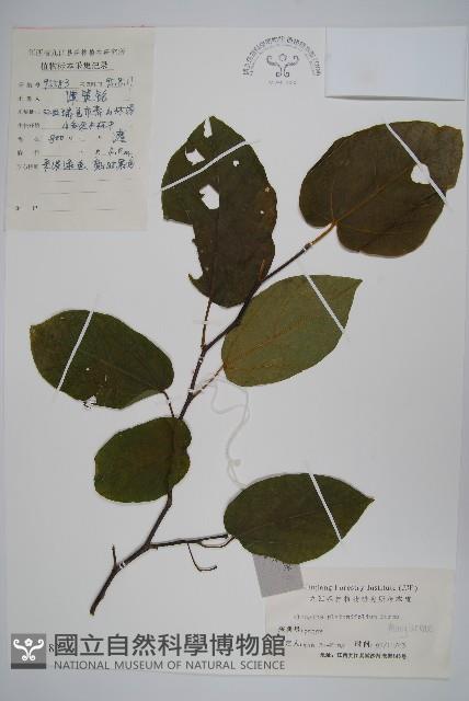 八角楓、瓜木藏品圖，第1張