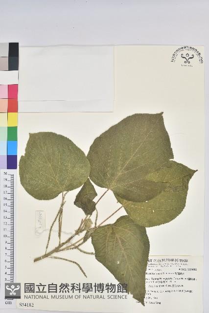 花蓮鐵莧、臺東鐵莧藏品圖，第1張