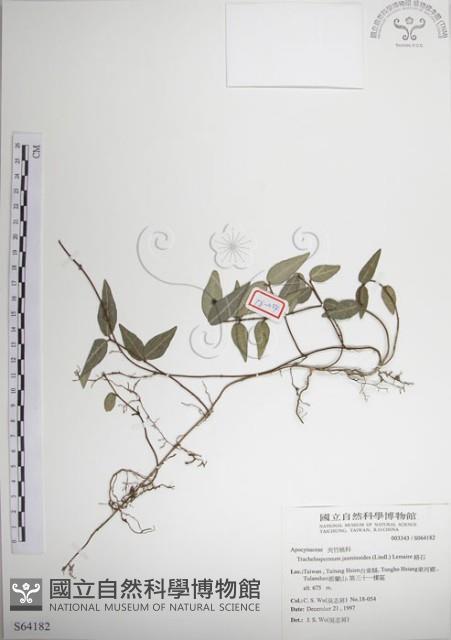 絡石藏品圖，第1張