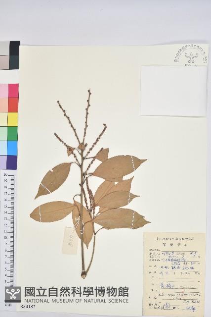 橿葉柯藏品圖，第1張