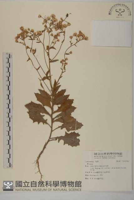 登錄號:S123182藏品圖，第1張