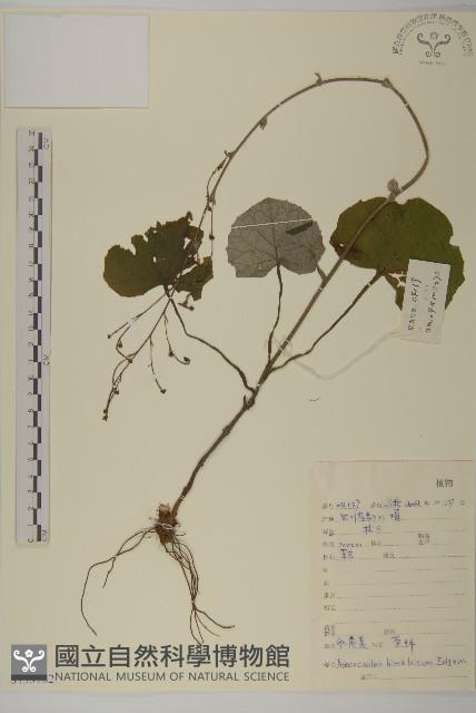 腺梗菜藏品圖，第1張