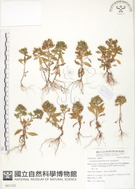 茅毛珍珠菜藏品圖，第1張