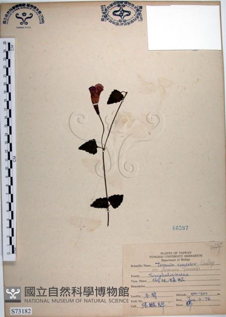 倒地蜈蚣、四角銅鑼藏品圖，第1張