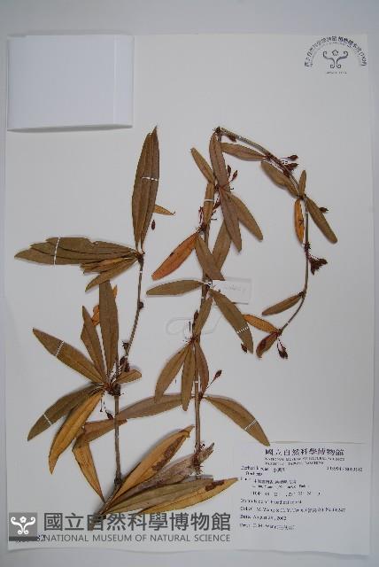 大葉小檗藏品圖，第1張