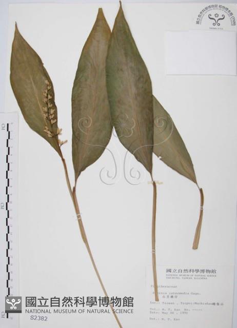 山月桃藏品圖，第1張