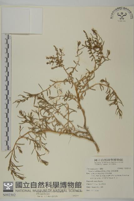 裸花鹼蓬藏品圖，第1張