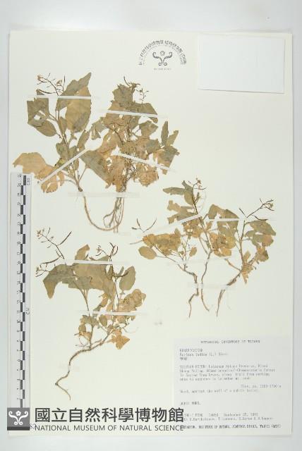 葶藶藏品圖，第1張