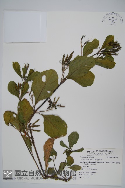 塊莖蘆莉草、紫莉花、藍蘆莉、球根蘆莉藏品圖，第1張